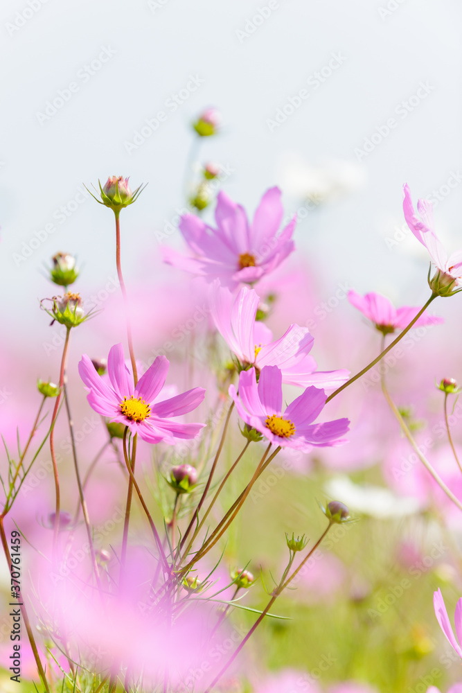 Beautiful pink and white cosmos flowers. Eastern Free State. South Africa.
