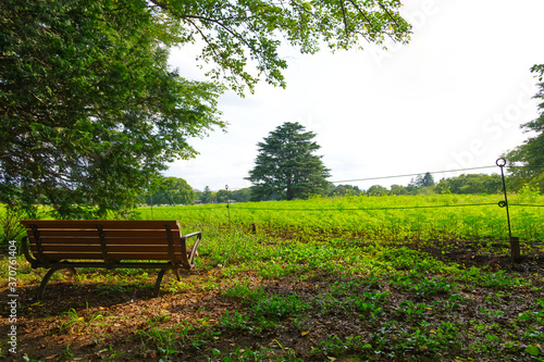 HDR and strong contrast of brown bench in the green park, grass field and tree background for people come to the park for sitting, giving mood of lonely, resting, relaxation, isolation and recreation.
