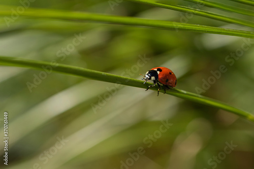  ladybug on a long grass
