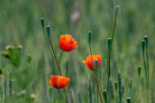 Fototapeta Naklejka Na Ścianę i Meble -  Field with wild red poppies flowers