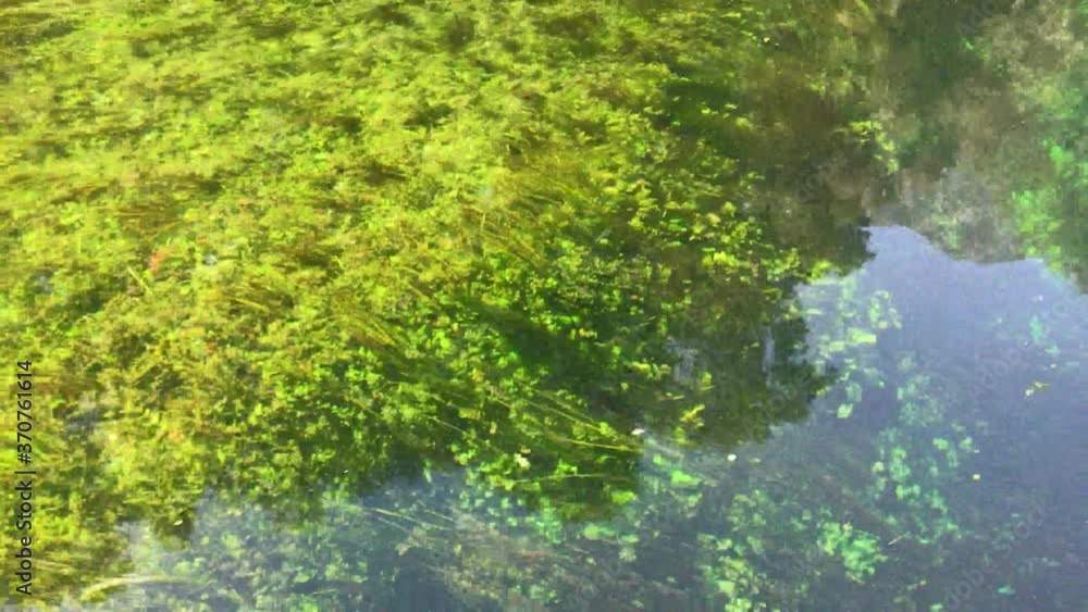 river underwater weeds pass by as the boat travels river underwater weeds pass by as the boat travels