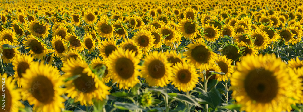 wide angle view panorama of sunflower field with rows in summer day wide angle view panorama of sunflower field with rows in summer day