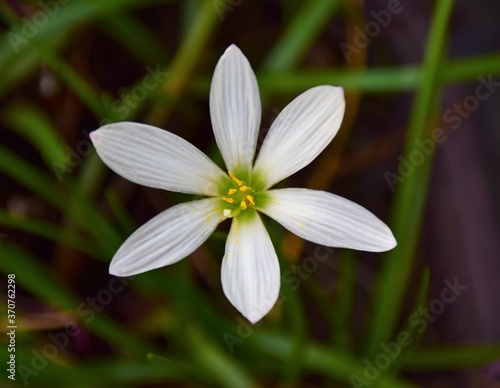 white spring flower