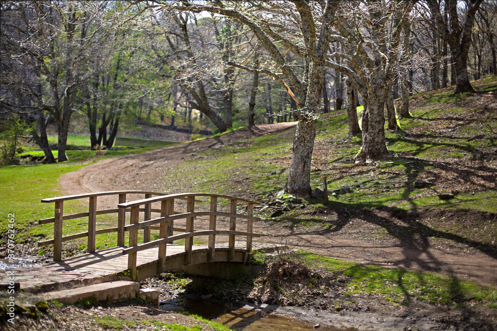 Spring forest landscape with a bridge over the stream.