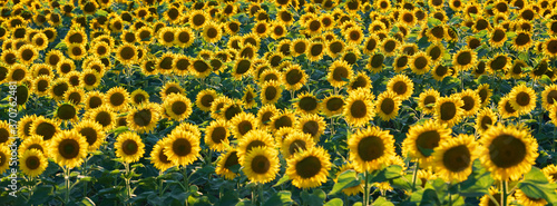 panorama of sunflowers in the field in summer day