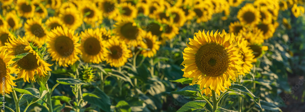 panoramic view of one sunflower in close up view in row panoramic view of one sunflower in close up view in row