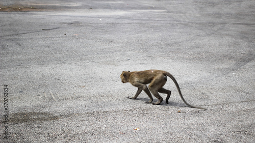 One brown monkey that was walking on the cement floor to the left.