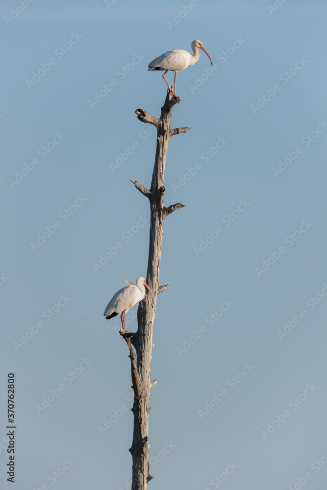 Adult White Ibis in Florida marsh