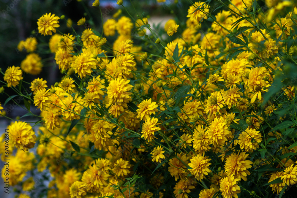 yellow flowers in the field