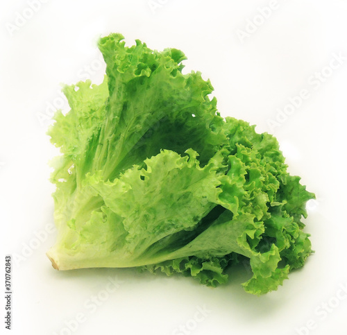 Fresh green lettuce