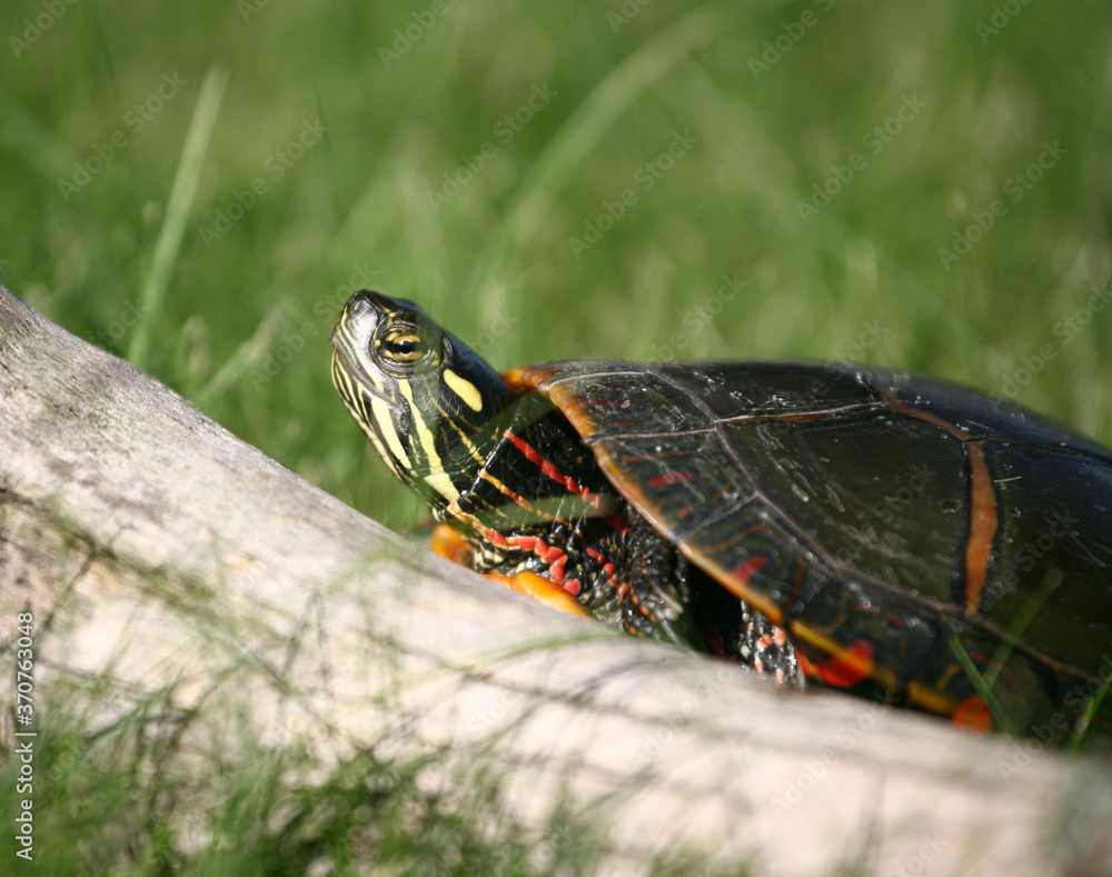 Fototapeta premium Painted Turtle on grass in park