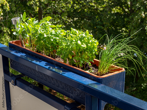 Valokuva Balcony box with herbs on the house