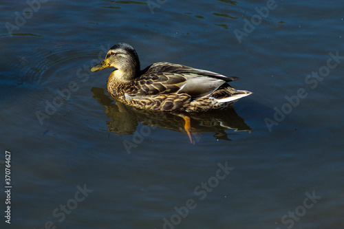 Beautiful wild duck swimming in the lake on the street, duck in the water