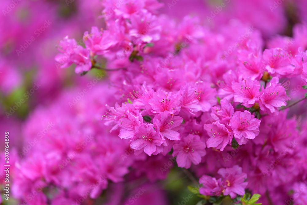 Pink azalea flower, in full bloom, Rhododendron Pink azalea flower, in full bloom, Rhododendron