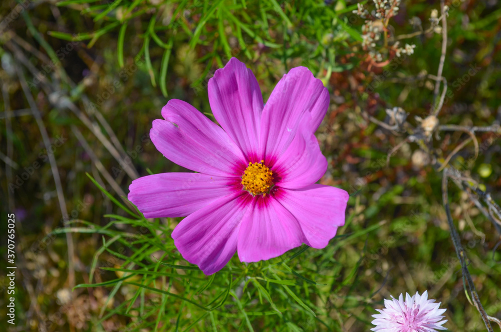 rosa zarte Blüte - Insektenschutzwiese rosa zarte Blüte - Insektenschutzwiese