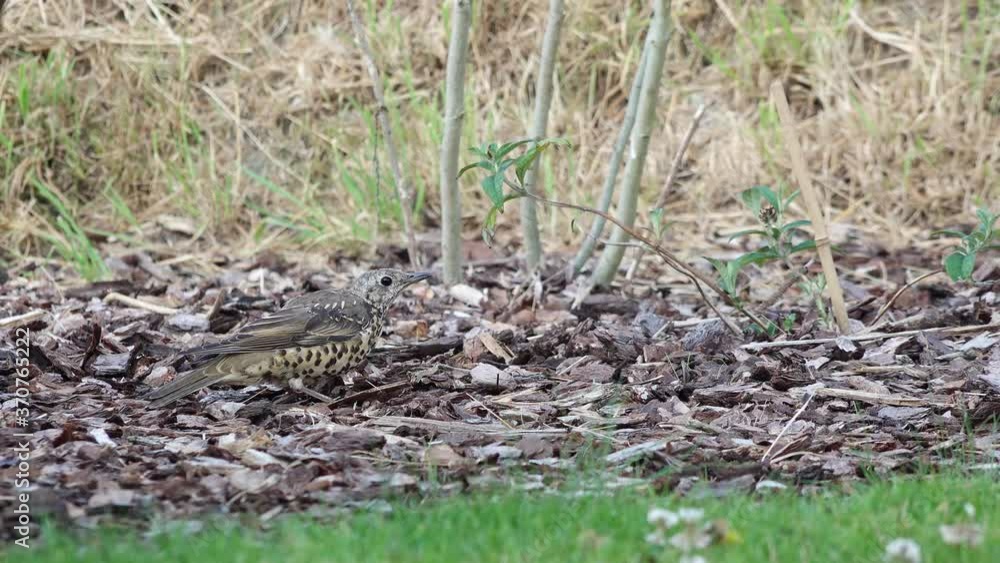 song thrush (turdus philomelos), bird sitting in natural environment and run away song thrush (turdus philomelos), bird sitting in natural environment and run away