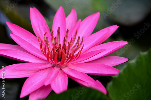 summer pink Lotus flower plants In swamp