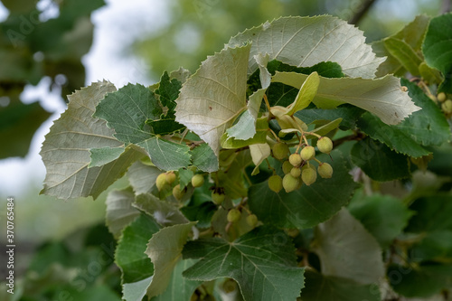 Canvas-taulu Tilia tomentosa 'Brabant' Blttunterseite und Frucht