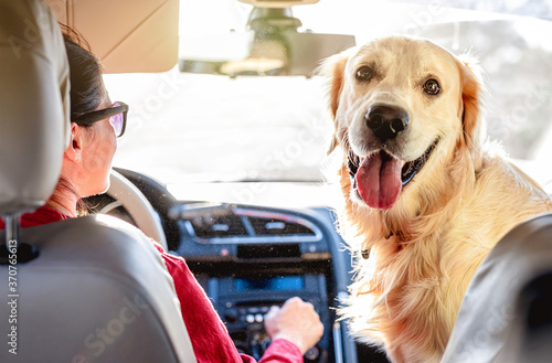 Woman driving car with golden retriever