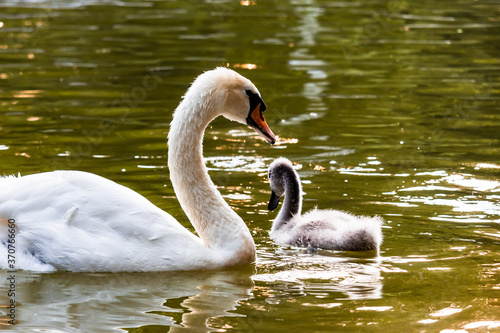 A beautiful swan taking care of his baby.