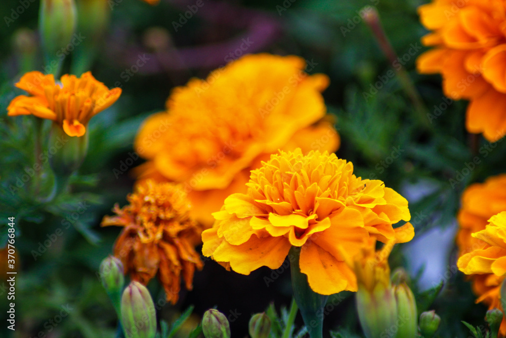 Beautiful bright summer flowers. The flowers are orange color. Summer blooming marigolds Beautiful bright summer flowers. The flowers are orange color. Summer blooming marigolds