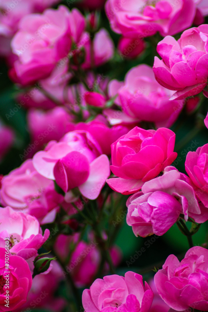 Bright inflorescences of Bush roses. Bush roses of different shades of scarlet. Garden roses. Lush inflorescences of beautiful flowers Bright inflorescences of Bush roses. Bush roses of different shades of scarlet. Garden roses. Lush inflorescences of beautiful flowers