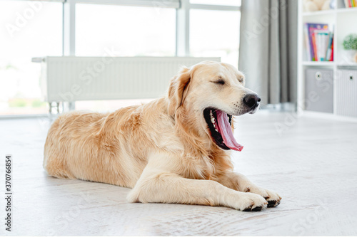 Golden retriever yawning resting on floor