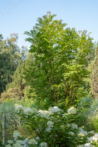 Toona sinensis Flamingo Chinesischer Surenbaum photo