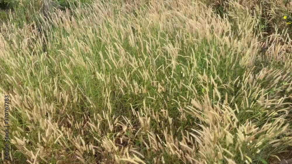 Desho grass flowers field with the wind above Desho grass flowers field with the wind above