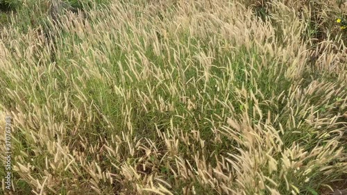 Desho grass flowers field with the wind above