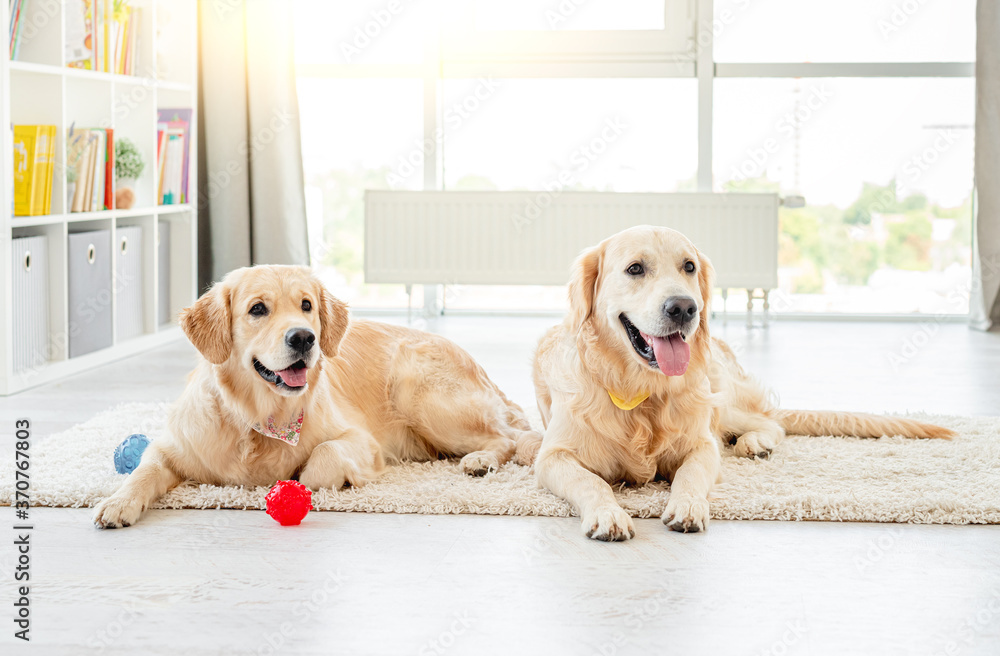 Golden retrievers lying next to balls Golden retrievers lying next to balls