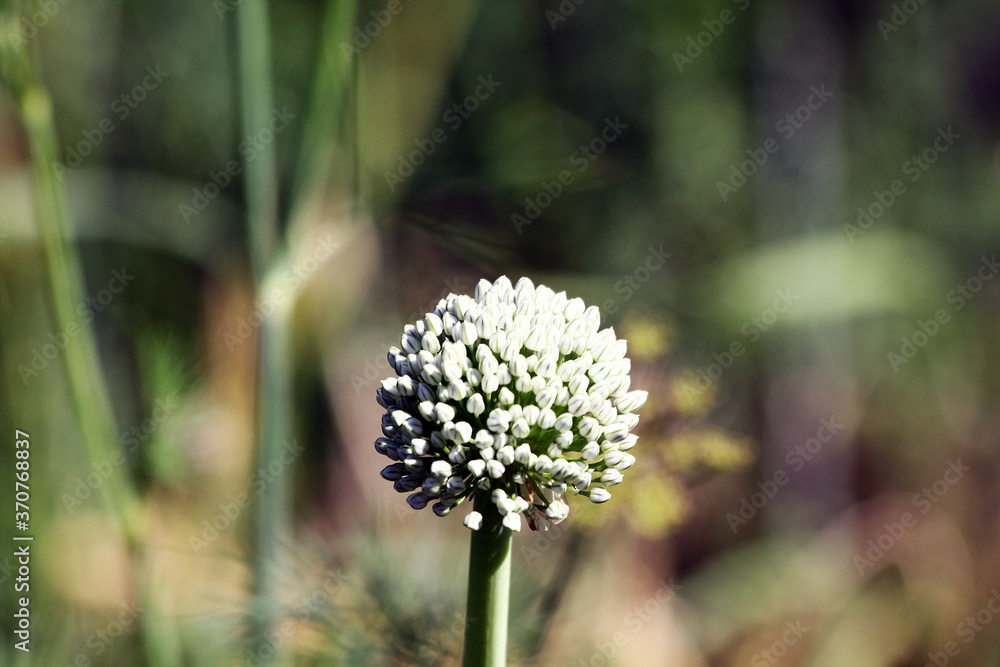 Delicate white onion flower, home garden with vegetables, onion flowering Delicate white onion flower, home garden with vegetables, onion flowering