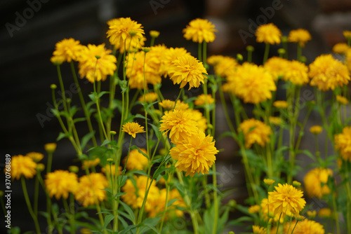 on a vast green field grow fragrant summer yellow flowers