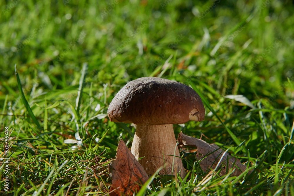 Mushrooms cut in the woods. Mushroom boletus edilus. Popular white Boletus mushrooms in forest. Mushrooms cut in the woods. Mushroom boletus edilus. Popular white Boletus mushrooms in forest.