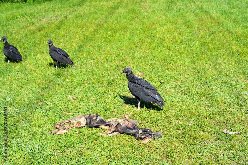 Obraz premium Black Vultures Feasting In Texas