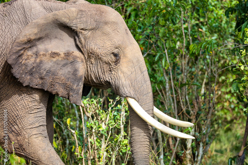Elephant - Masaai Mara  Kenya