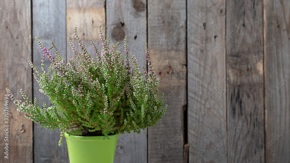 Heather seedling on a wooden background