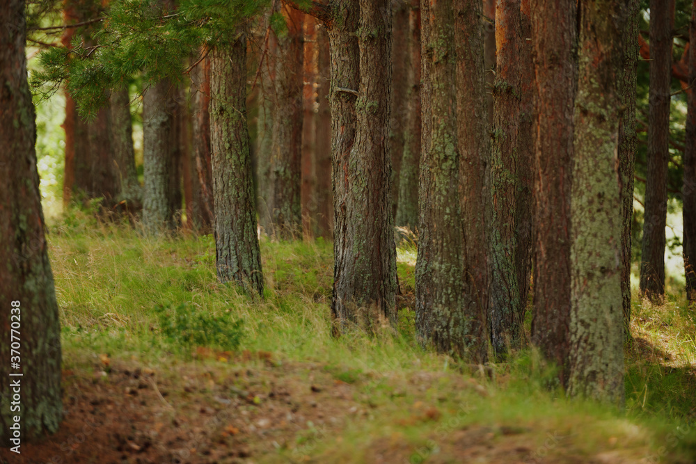 Obraz premium A winding path to travel through the dense wild forest on a sunny summer day