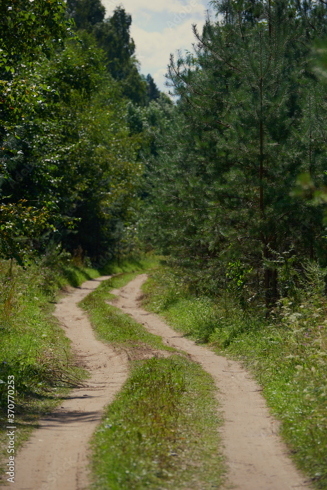 Fototapeta premium A winding path to travel through the dense wild forest on a sunny summer day