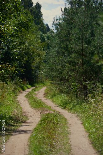 A winding path to travel through the dense wild forest on a sunny summer day