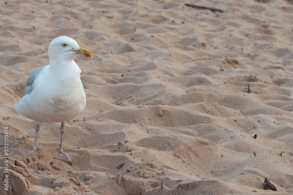 Obraz premium Seagull on the beach