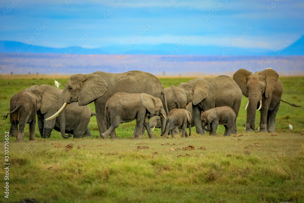 Elephant Herd - Amboseli National Park, Kenya