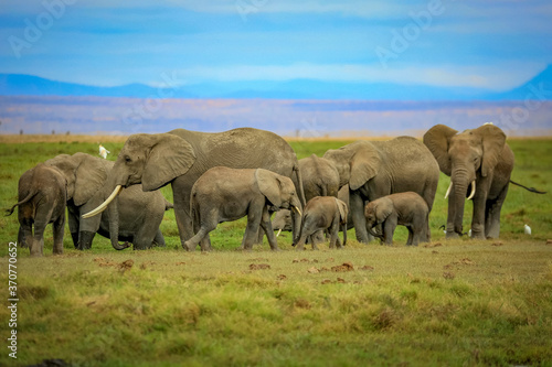 Elephant Herd - Amboseli National Park  Kenya