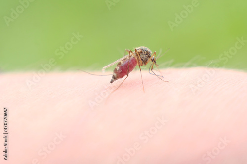A mosquito sucks blood on a person's skin, macro photography. close up © North10