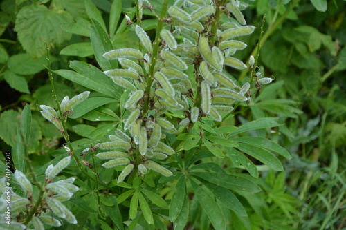 lupine seeds, perennial lupine, lupin seed pods photo