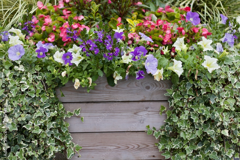 Beautiful summer flowers and ivy surrounding wood panelling with copyspace Beautiful summer flowers and ivy surrounding wood panelling with copyspace