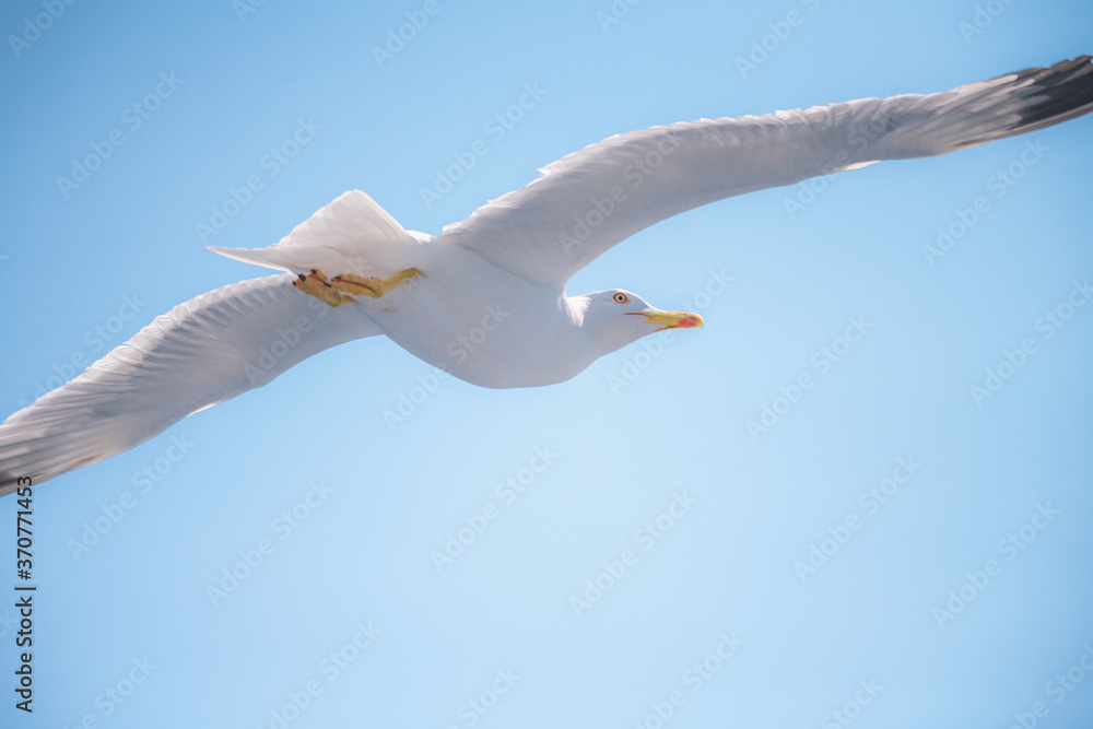 Obraz premium Seagul flying in the sky.