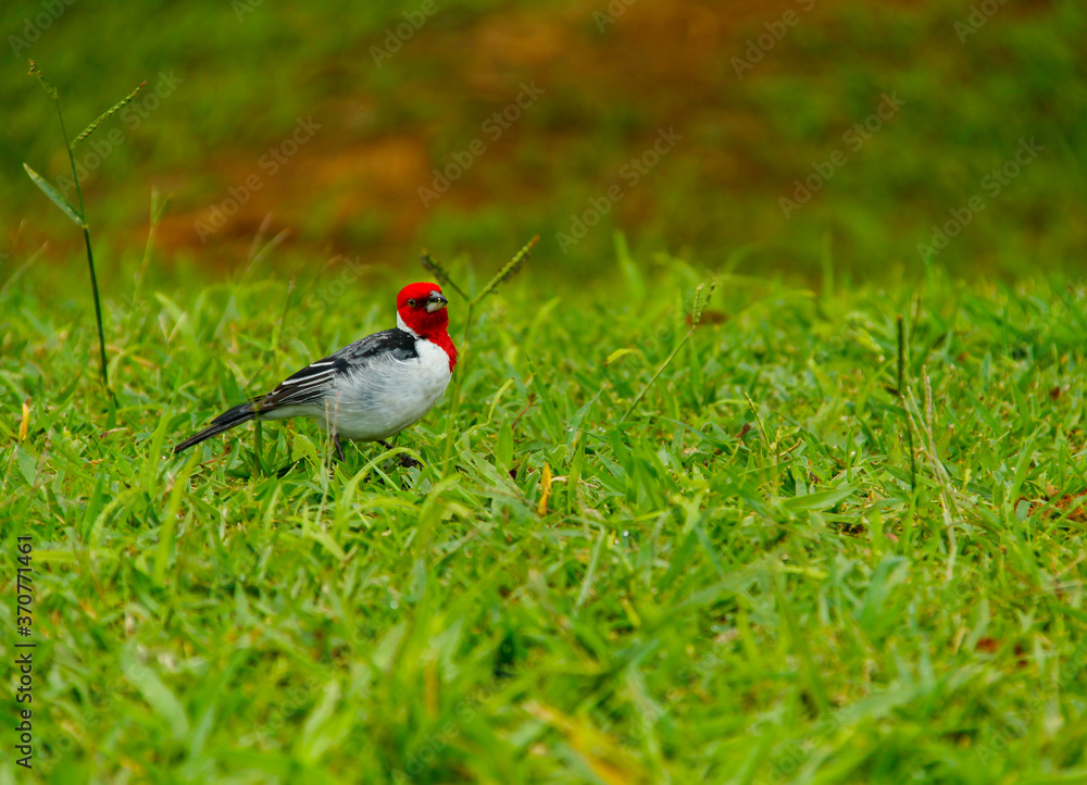 Cardeal do nordeste, ou galo de campina, ave em um gramado verde solitário em um parque de São Paulo Cardeal do nordeste, ou galo de campina, ave em um gramado verde solitário em um parque de São Paulo