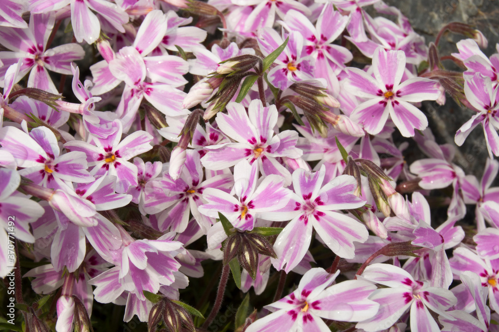 pink flowers in the garden pink flowers in the garden