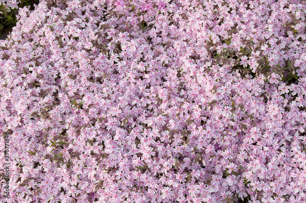 pink flowers background